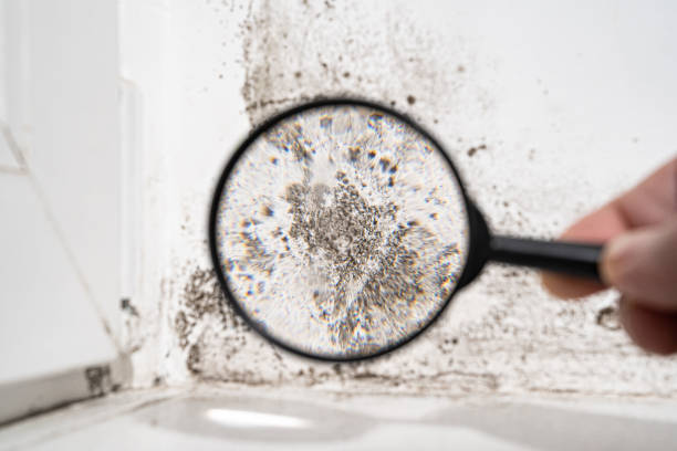 Best Emergency Mold Remediation  in Cherryville, PA